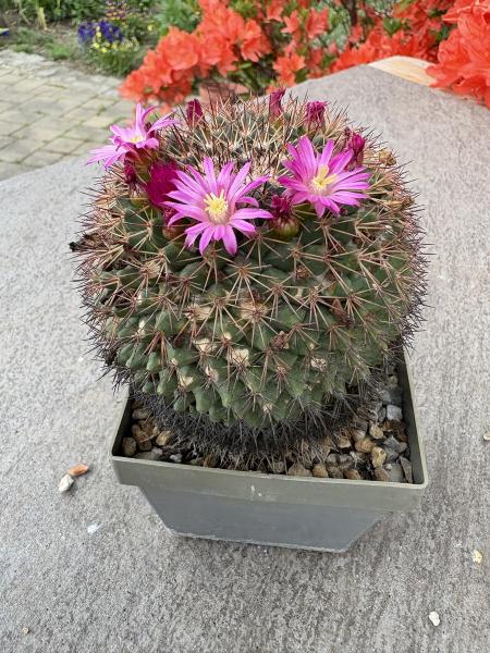 Mammillaria mystax